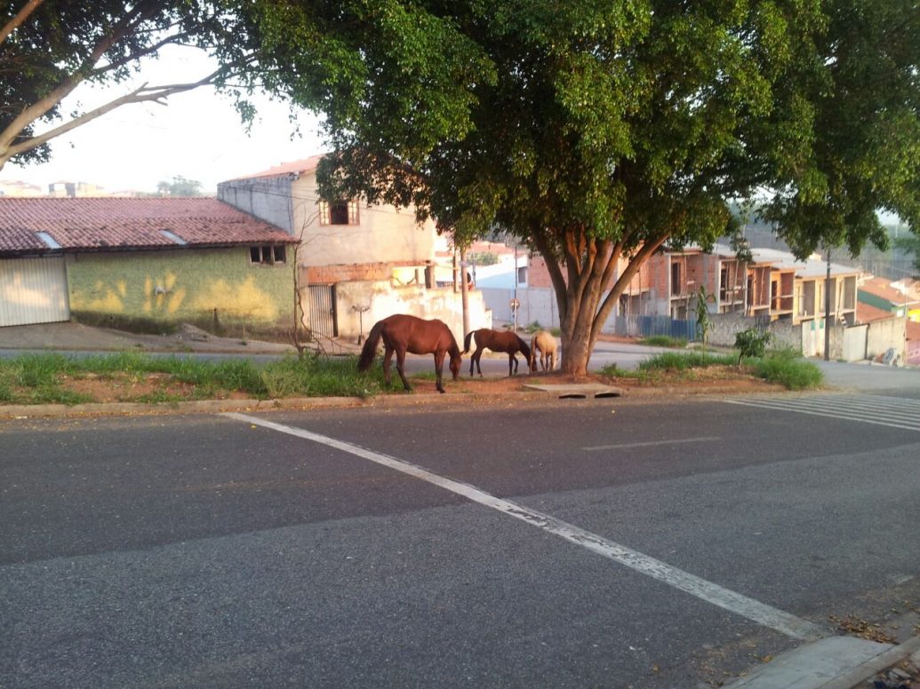 Como é que é? A zona continua na roça….