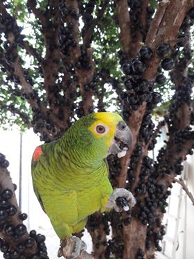 Grávida pede ajuda para encontrar papagaio que desapareceu com medo da chuva