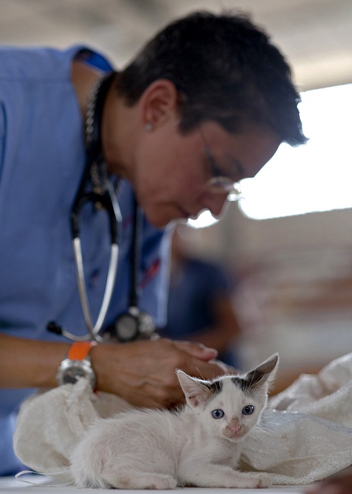 Inscrição para castração grátis de cães e gatos começa dia 15