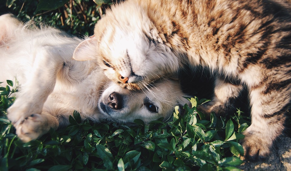 Confira calendário completo  de Vacinação Antirrábica de cães e gatos em Bragança