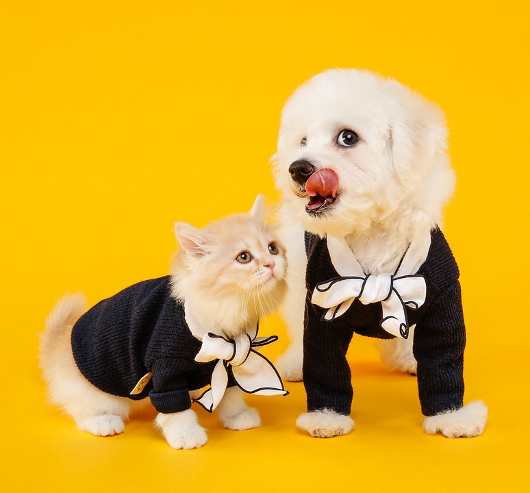 Programa de Castração de cães e gato chega ao Bairro do Portão, em Atibaia