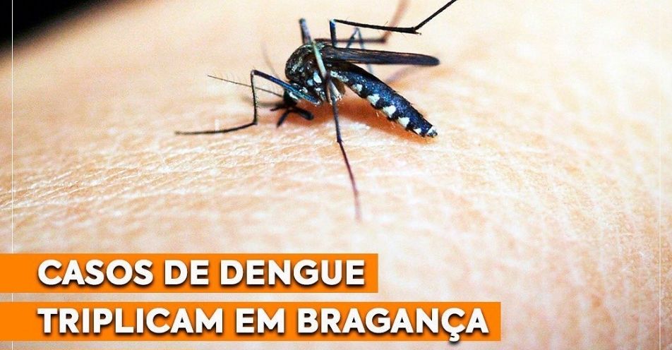 Casos de dengue triplicam em Bragança em 2020