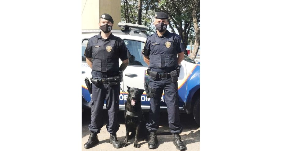 Guarda Civil Municipal recebe novo cão para patrulhamento