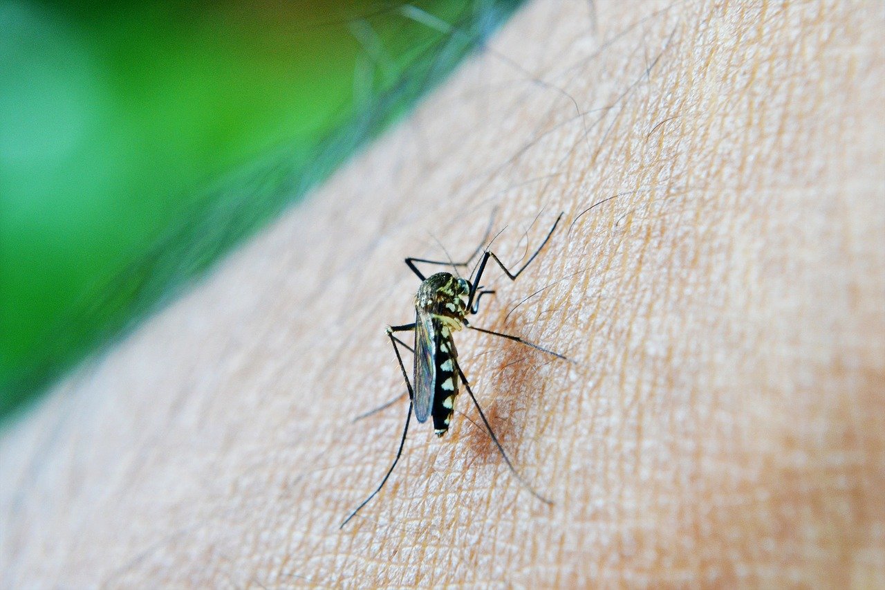 Arrastão contra a dengue acontece neste sábado na Zona Norte