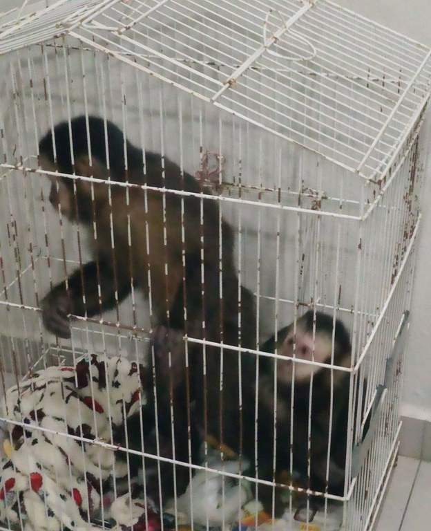 Polícia resgata dois macacos pregos transportados ilegalmente em táxi