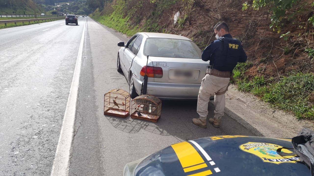 PRF aprende pássaro ameaçado de extinção na Fernão Dias