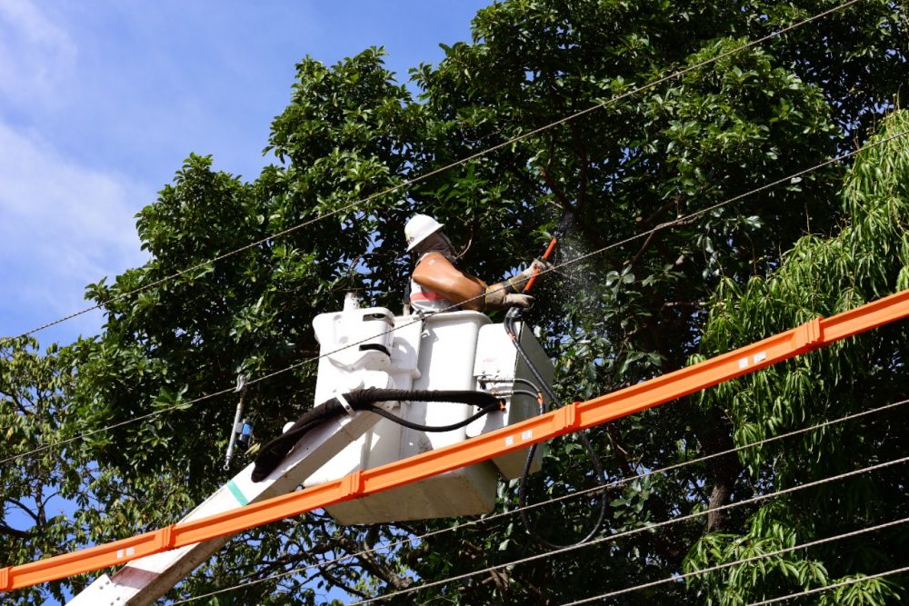 Árvores que oferecem riscos à rede elétrica são mapeadas e monitoradas