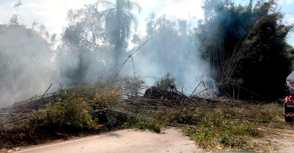 Incêndio em árvores interrompe parcialmente tráfego em rodovia