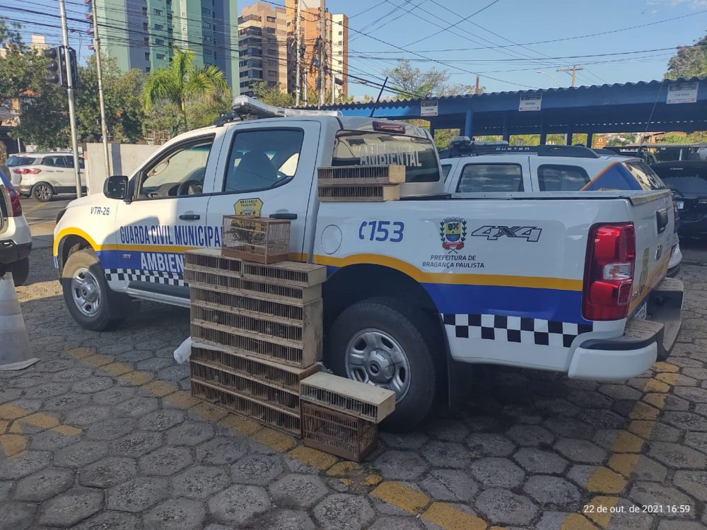 Trio é detido com 65 aves silvestres em Bragança Paulista