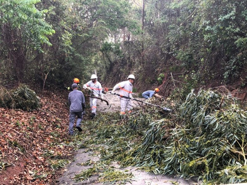Chuva causa queda de árvores e poste em Bragança Paulista