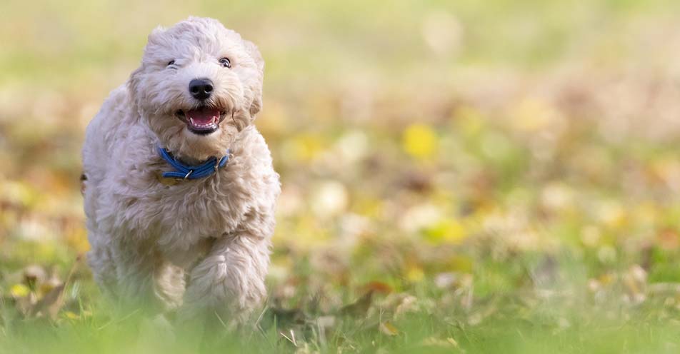 OAB Bragança realiza Cãominhada neste domingo