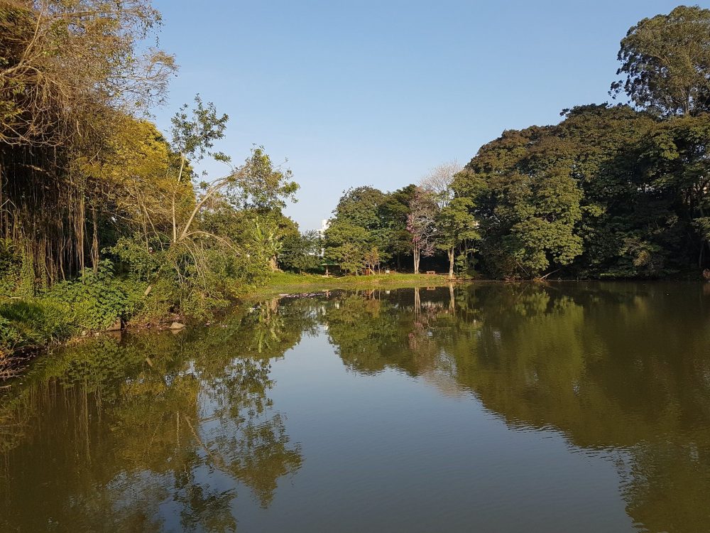 USF realiza webinário sobre preservação do meio ambiente em Bragança    