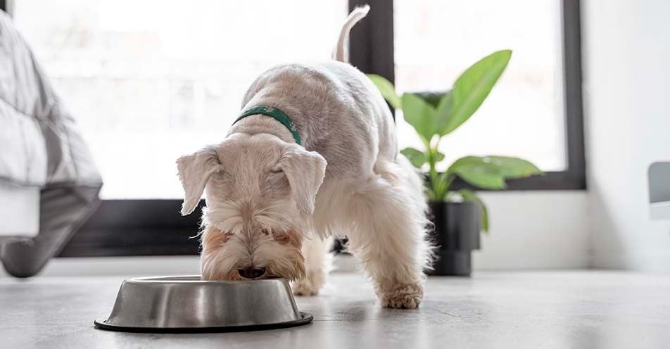 Alimentos de final de ano são prejudiciais aos pets, afirma veterinária