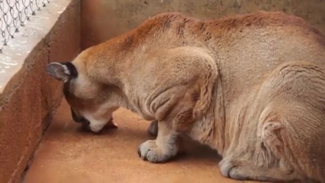 Conheça a Mata Ciliar, associação que resgata animais silvestres em Bragança e região