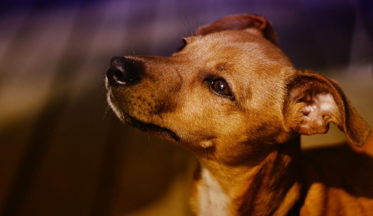 Licitação abre na segunda e Bragança deve castrar 6 mil animais em 2022