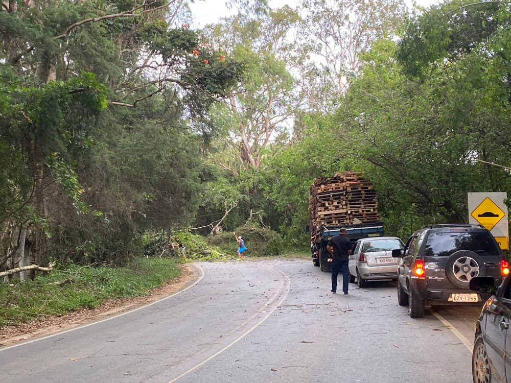 Árvore cai e interrompe trânsito na Bragança/Piracaia