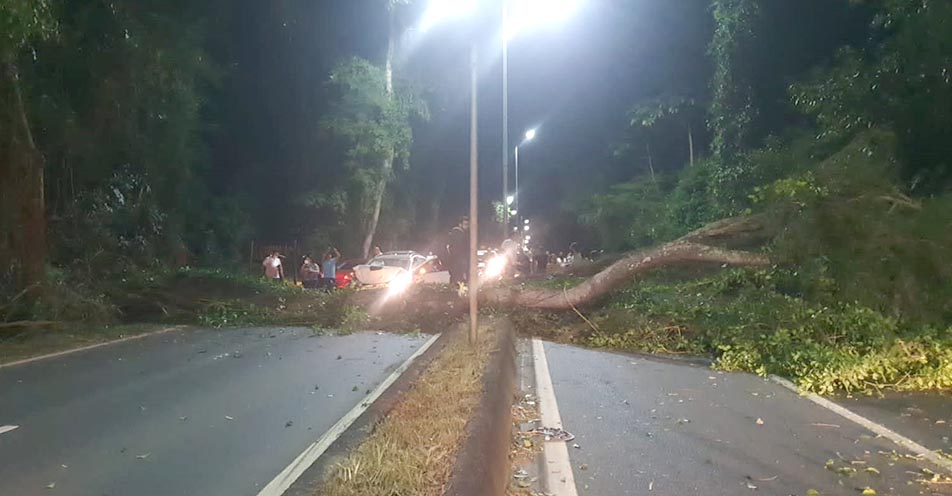 Árvore cai e interrompe trânsito na entrada de Bragança Paulista