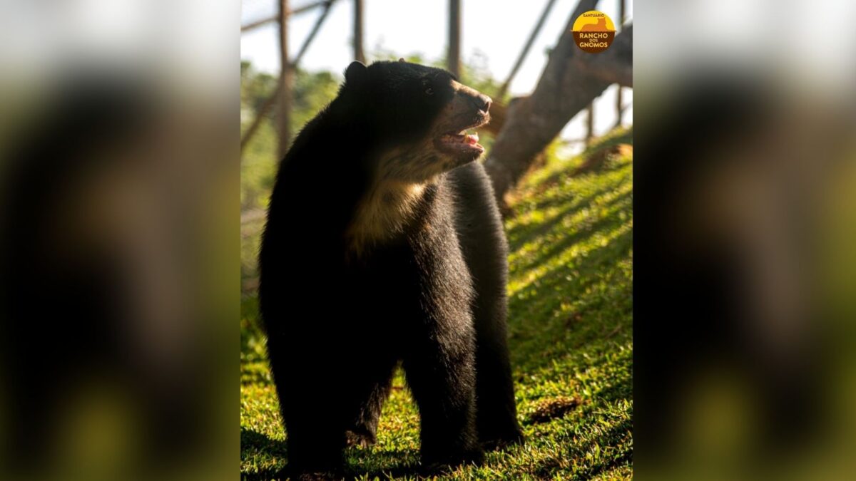 Santuário em Joanópolis recebe urso vindo de zoo em Piracicaba
