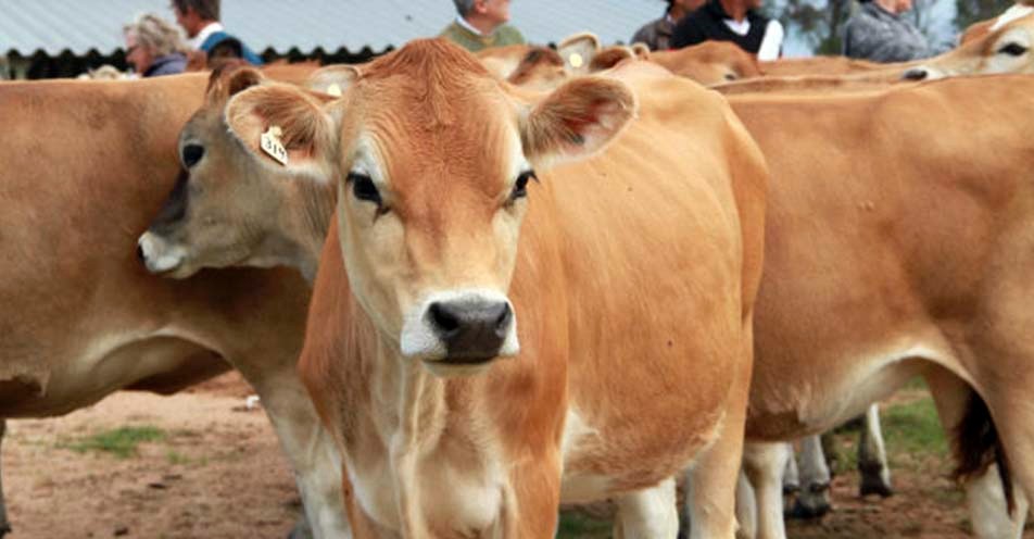 Ladrões furtam cinco vacas Jersey de fazenda na região