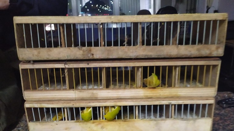 PRF apreende 36 pássaros capturados ilegalmente