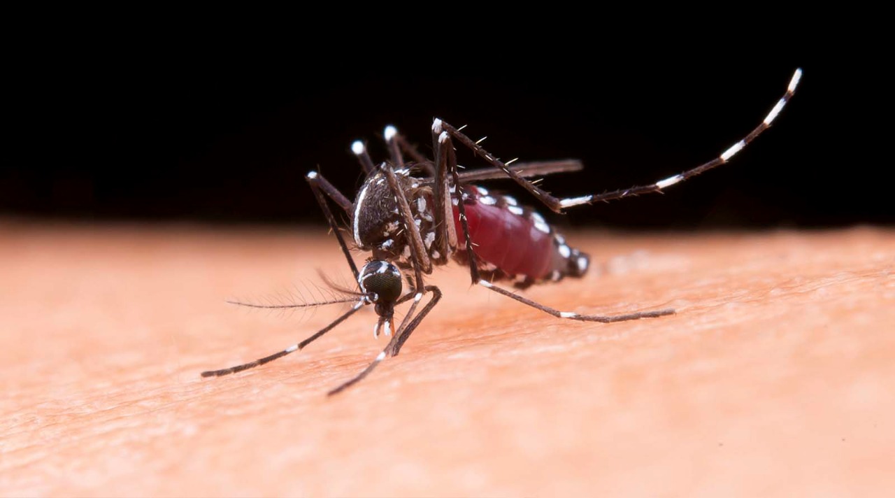Casos de dengue aumentam 400% em Bragança Paulista