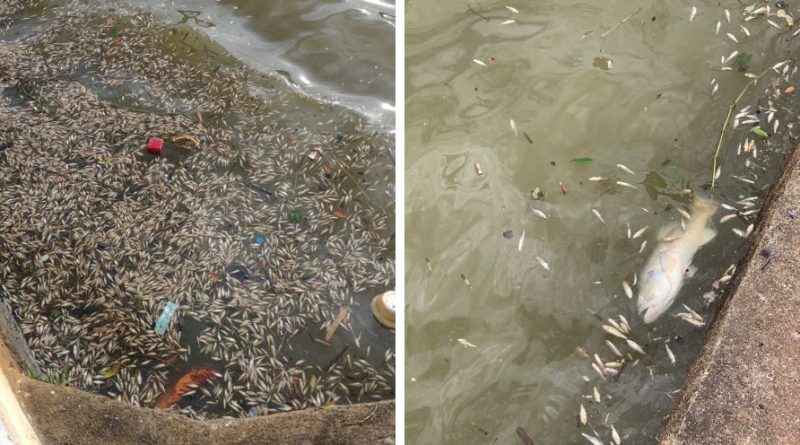 Esgoto no Lago do Taboão foi a causa da morte de peixes