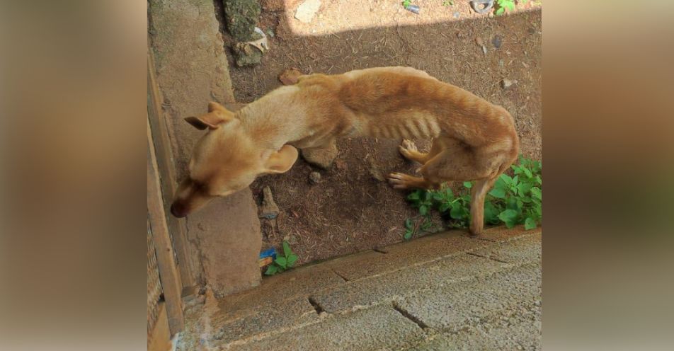 Mulher é presa por maus-tratos de animais