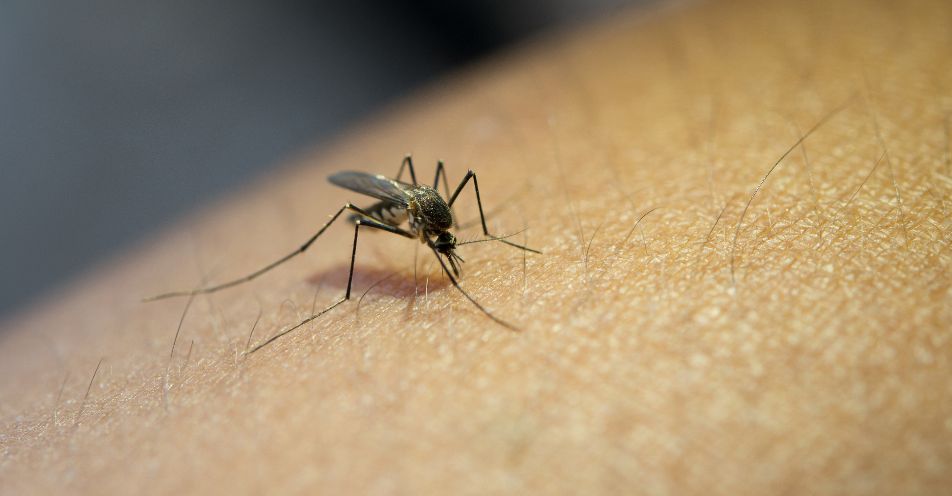Semana de Mobilização contra a Dengue começa segunda