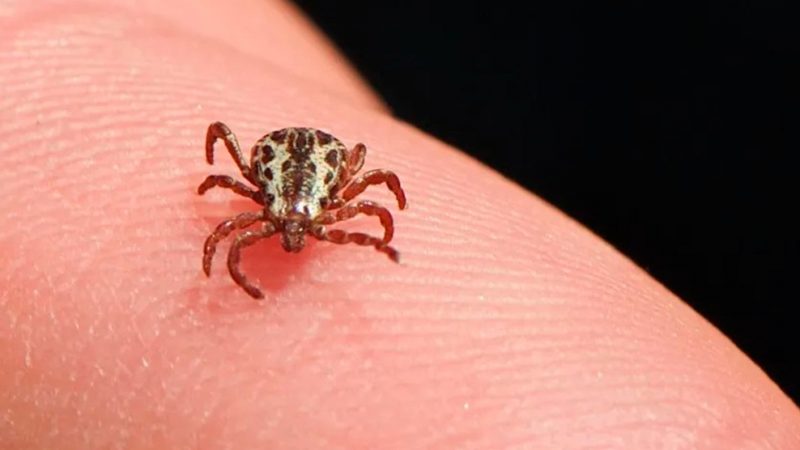 Atibaia investiga 3 casos suspeitos de Febre Maculosa