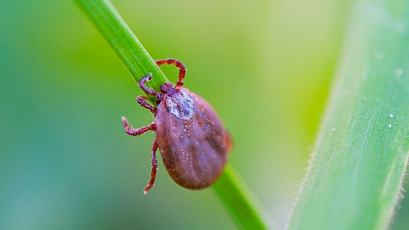 Febre Maculosa: Bragança investiga 3 casos suspeitos