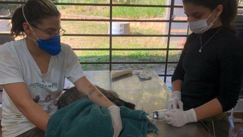 Cachorro-do-mato é atropelado em Bragança Paulista