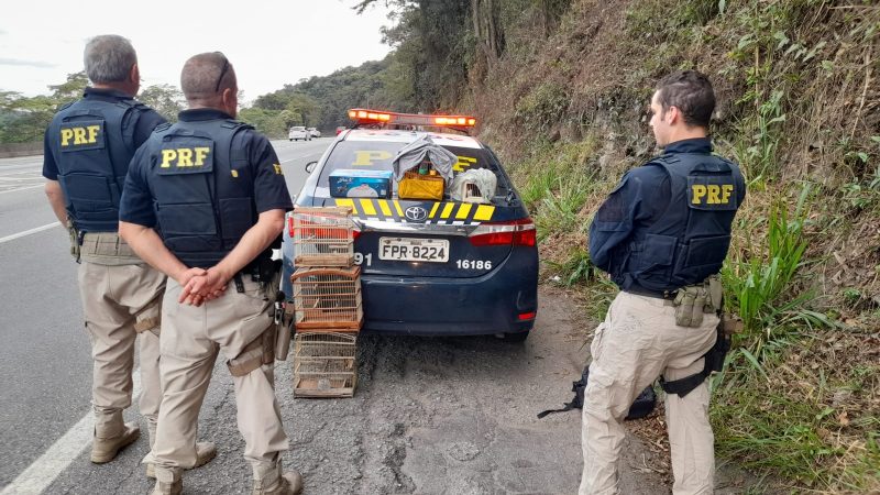 PRF resgata animais em condições precárias dentro de ônibus na Fernão Dias