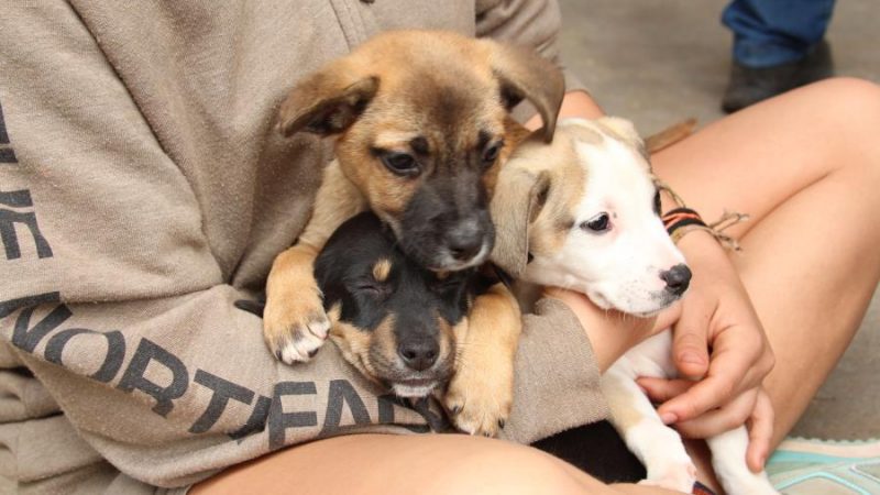 Feira de Adoção de animais acontece nesta sexta-feira
