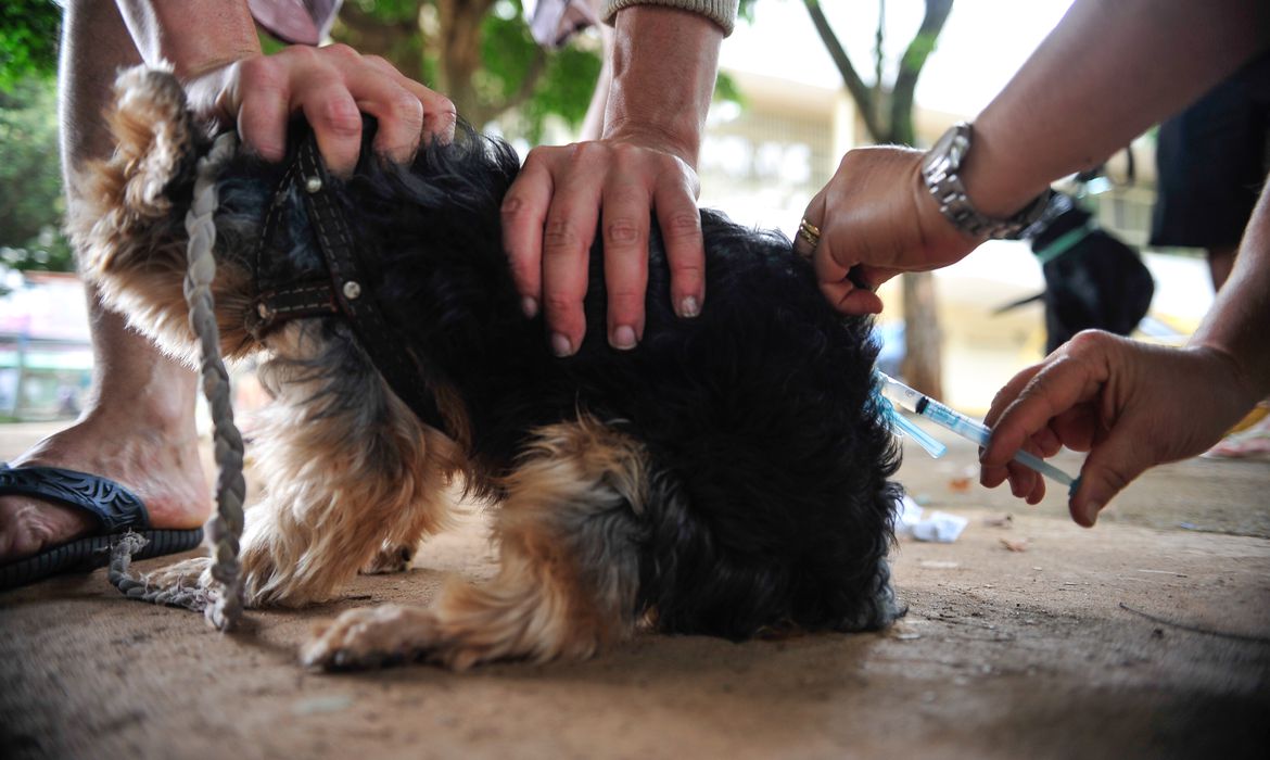 Bragança agenda vacinação antirrábica para cães e gatos