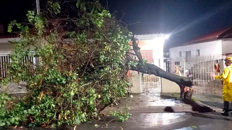 Defesa Civil registra 10 quedas de árvores em Bragança Paulista