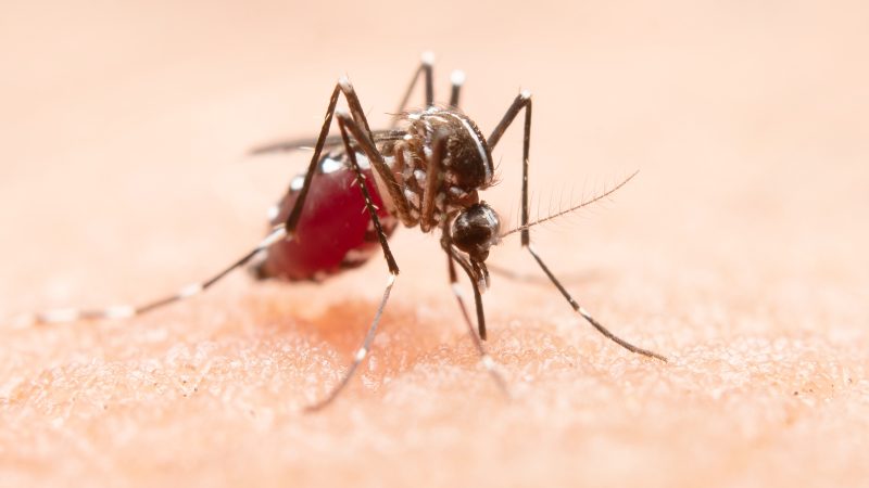 Arrastão de Limpeza combate a dengue em mais 4 bairros