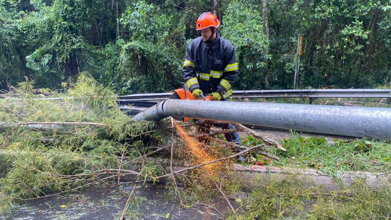 Queda de árvores causa interdição da Variante do Taboão em Bragança