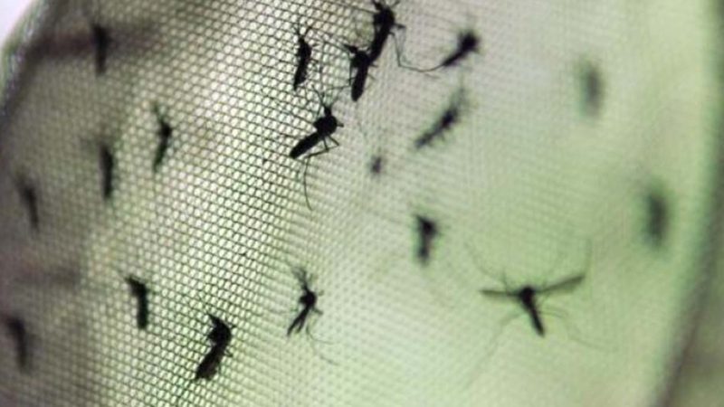 Casos de dengue caem 31% em Bragança Paulista
