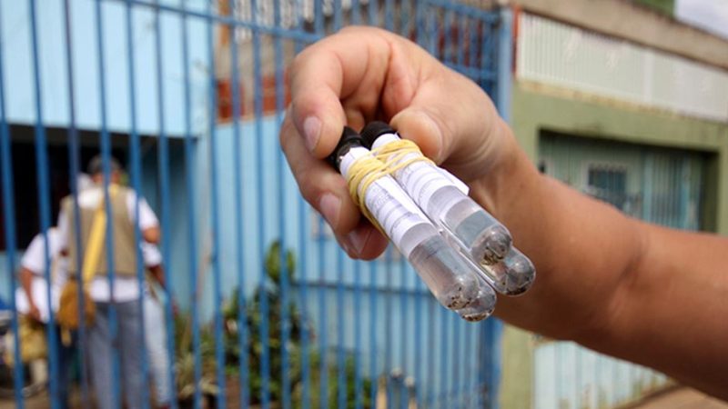 Dengue: Saúde divulga Avaliação de Densidade Larvária