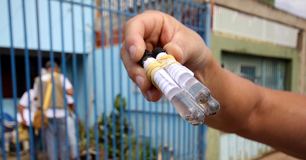 Dengue: Saúde divulga Avaliação de Densidade Larvária