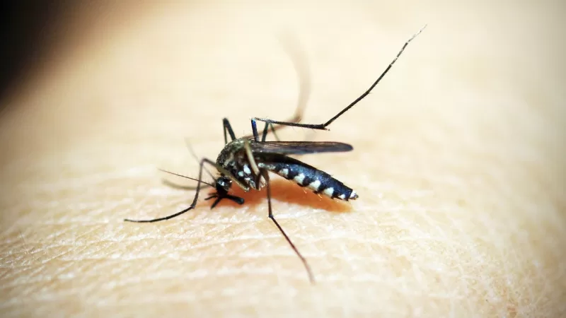 Dengue: Atibaia também decreta situação de emergência