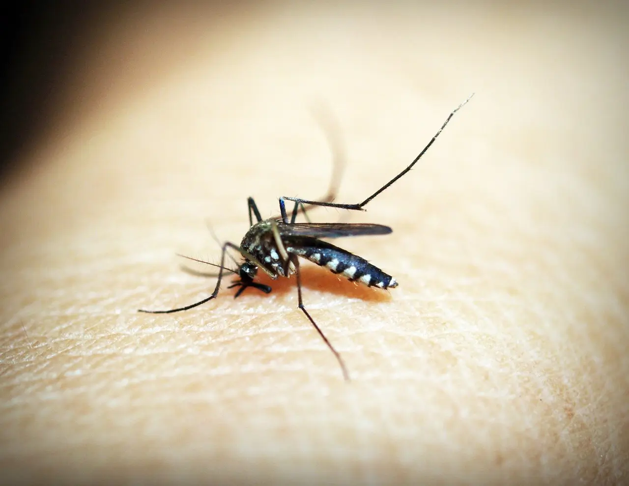 Dengue: Atibaia também decreta situação de emergência