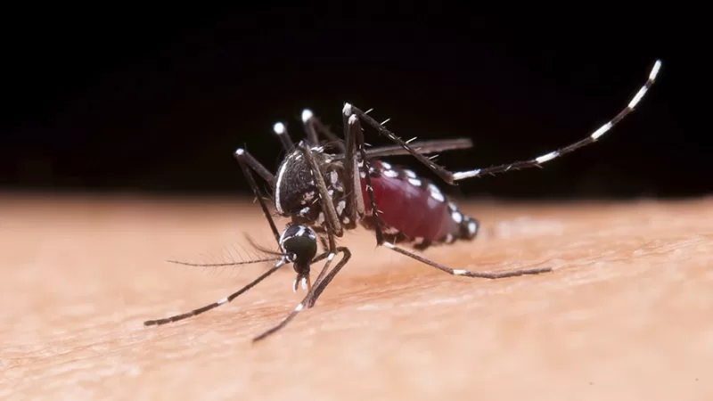 Bragança Paulista confirma 2° óbito por dengue no ano