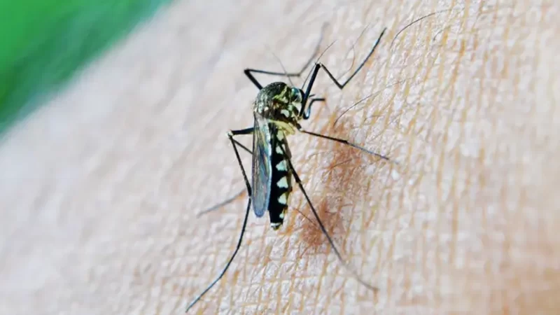 Bragança registra 4.400 casos de dengue e tem 18 internados