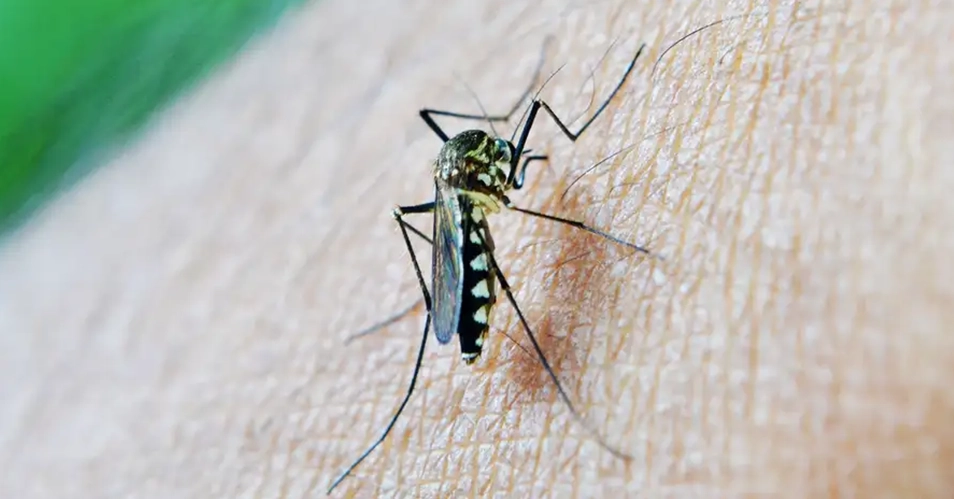 Bragança registra 4.400 casos de dengue e tem 18 internados