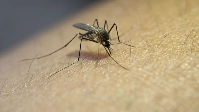 Dengue: Bragança Paulista confirma 6° óbito; 14 estão internados
