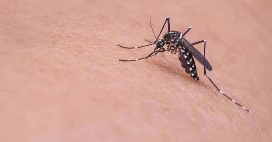 Internações por dengue caem em Bragança Paulista