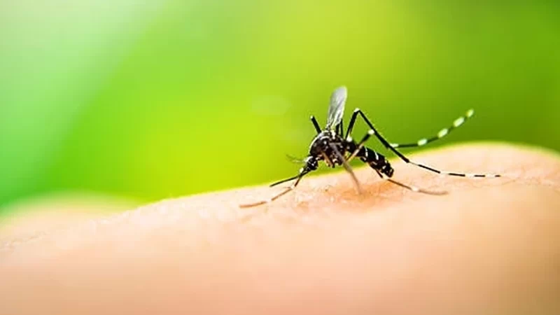 Bragança Paulista registra 7° e 8° óbito por dengue no ano
