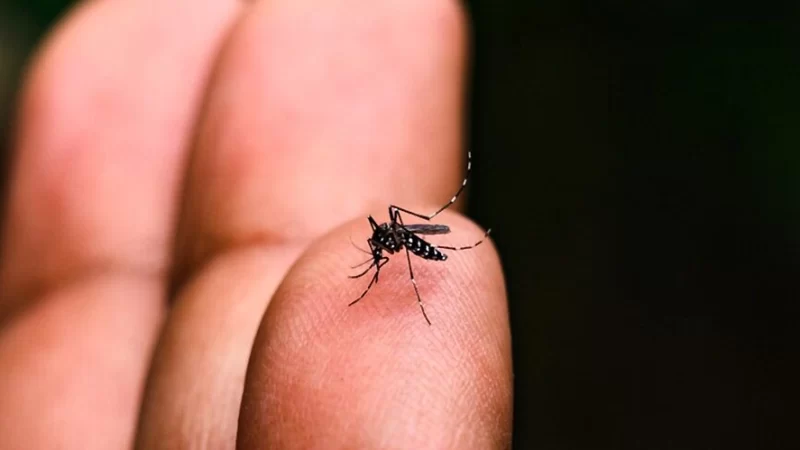 Bragança confirma 9°, 10°, 11° e 12° óbito por dengue no ano