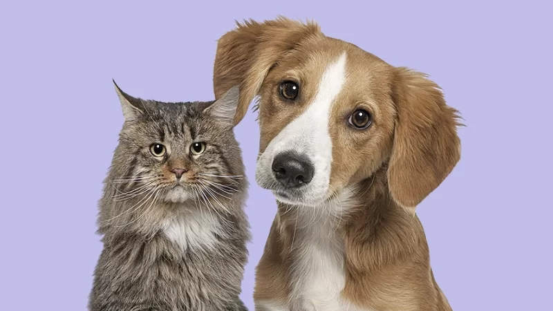 A evolução do setor pet e as profissões do cuidado animal